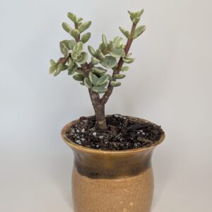 Desert Drift