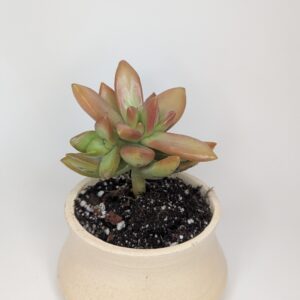 Sandly Bloom