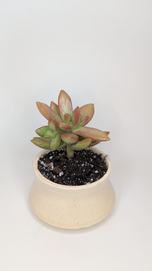 Sandly Bloom