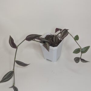 Creeping Dude 2" Pot