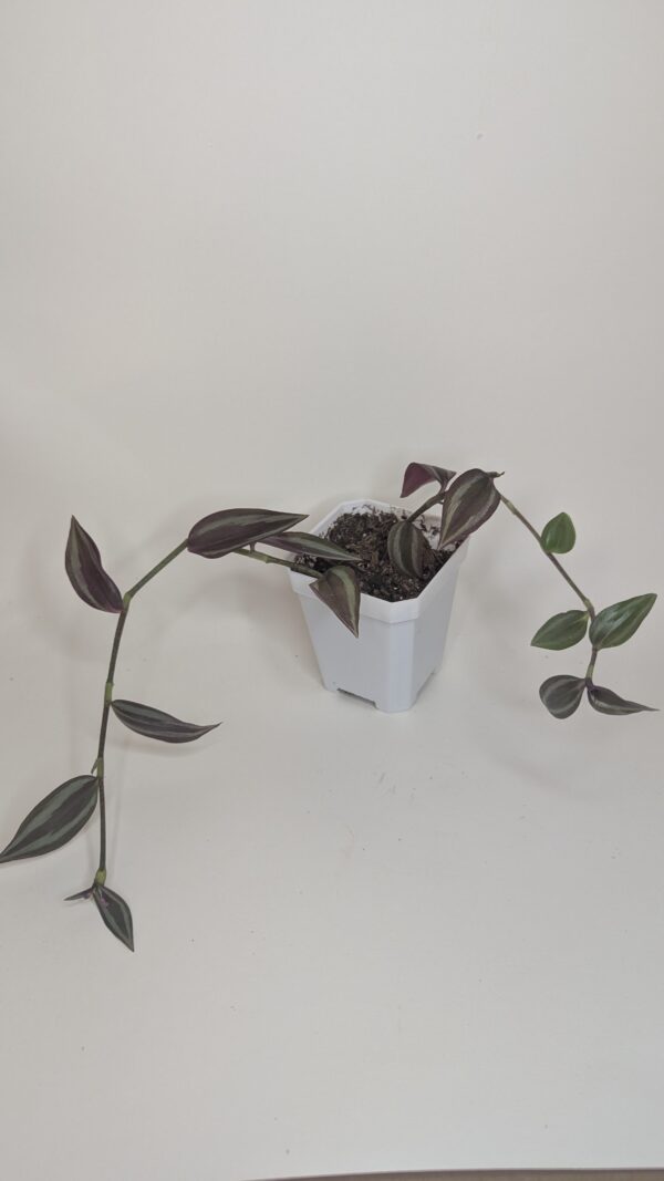 Creeping Dude 2" Pot