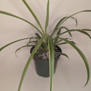Spider Plant 4" Pot