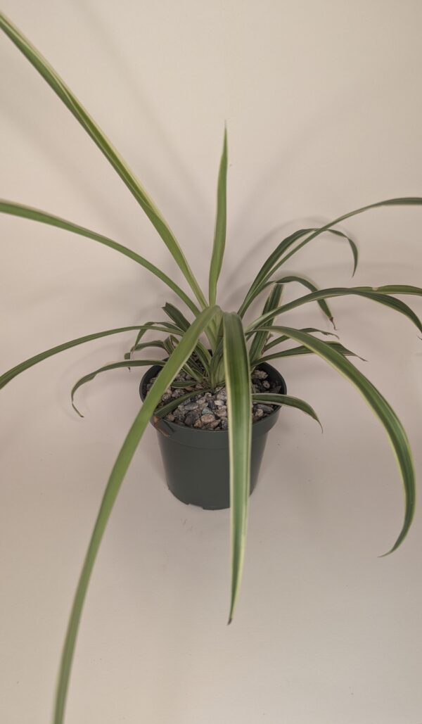 Spider Plant 4" Pot