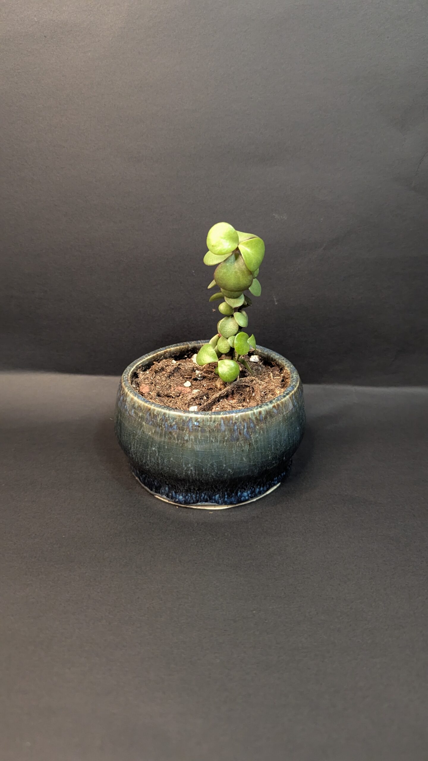 Kelp Forest - Image 2