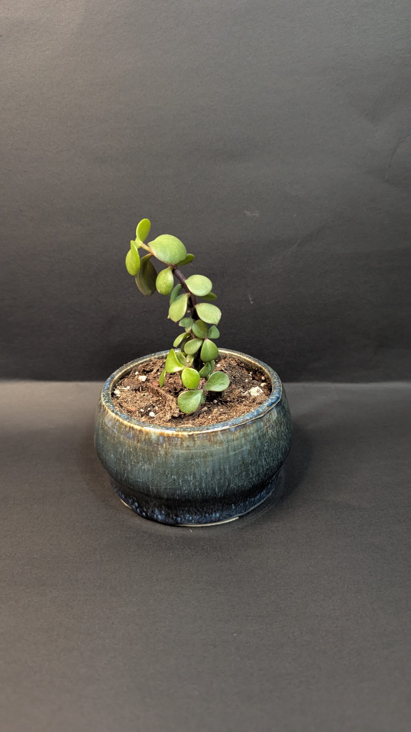 Kelp Forest - Image 3