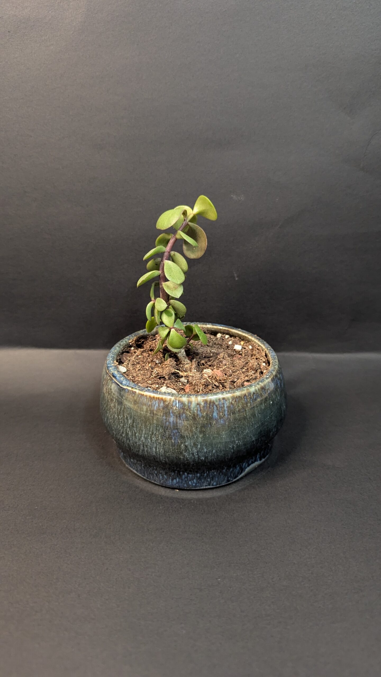 Kelp Forest - Image 4