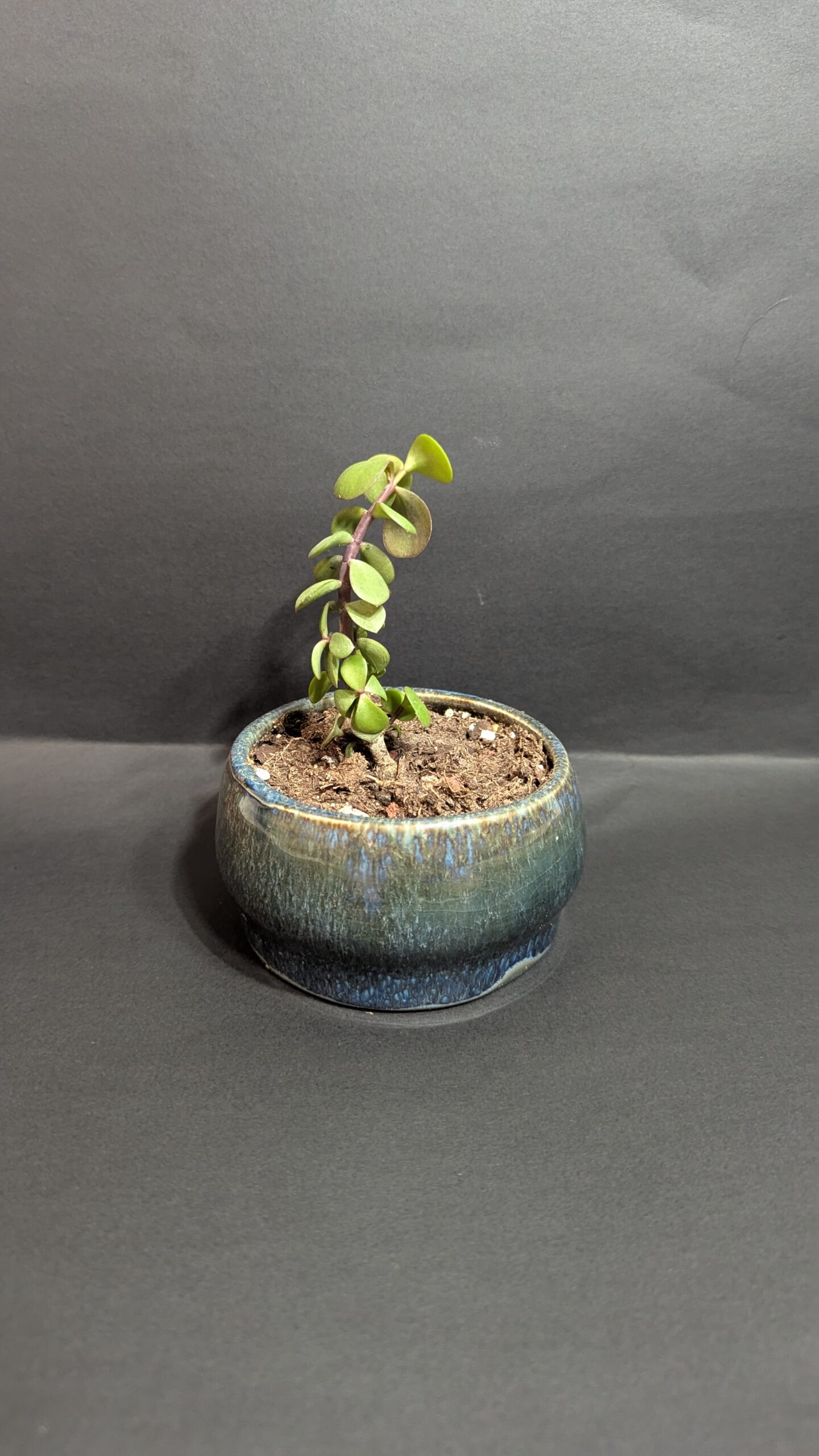 Kelp Forest - Image 5