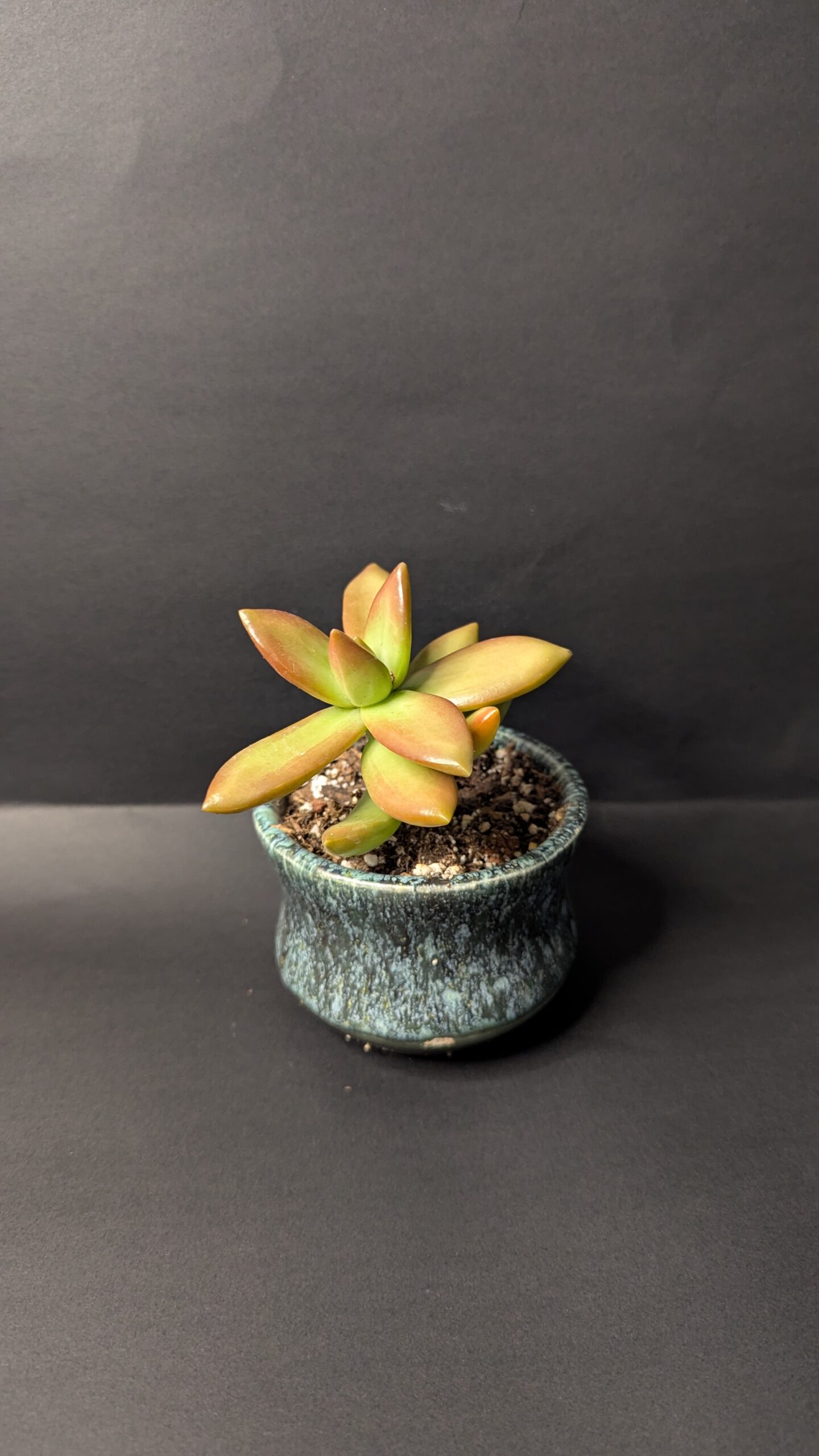 Blue Mirage - Image 4