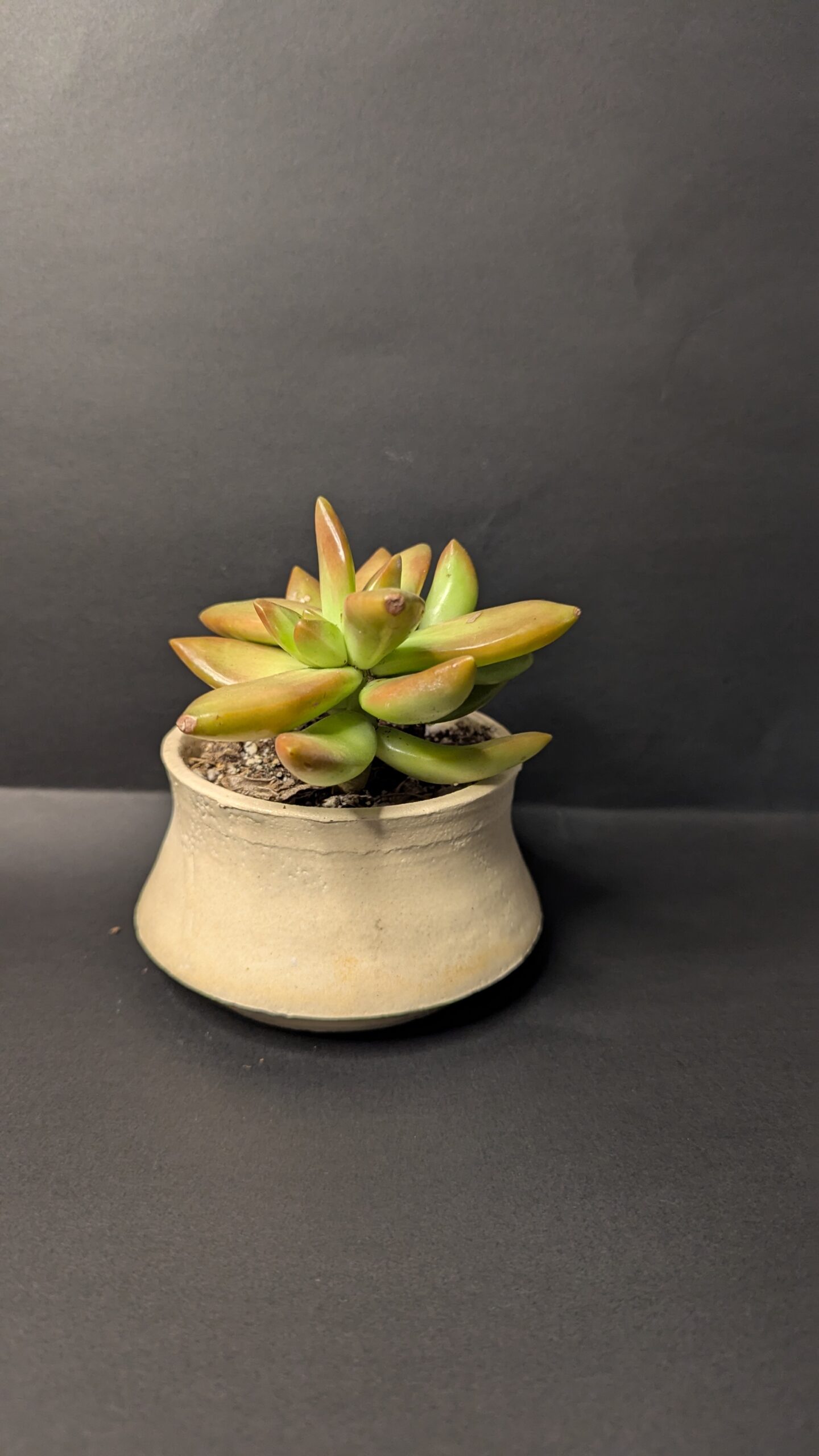 Sandly Bloom - Image 2