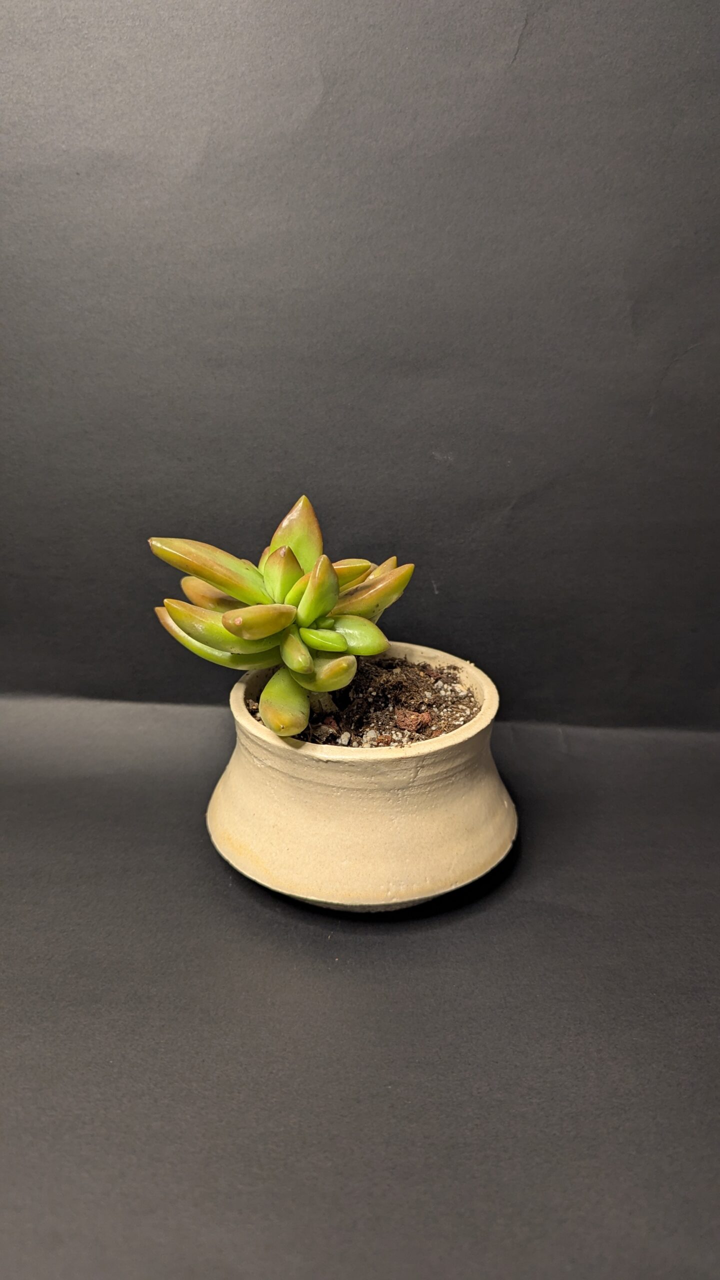 Sandly Bloom - Image 3