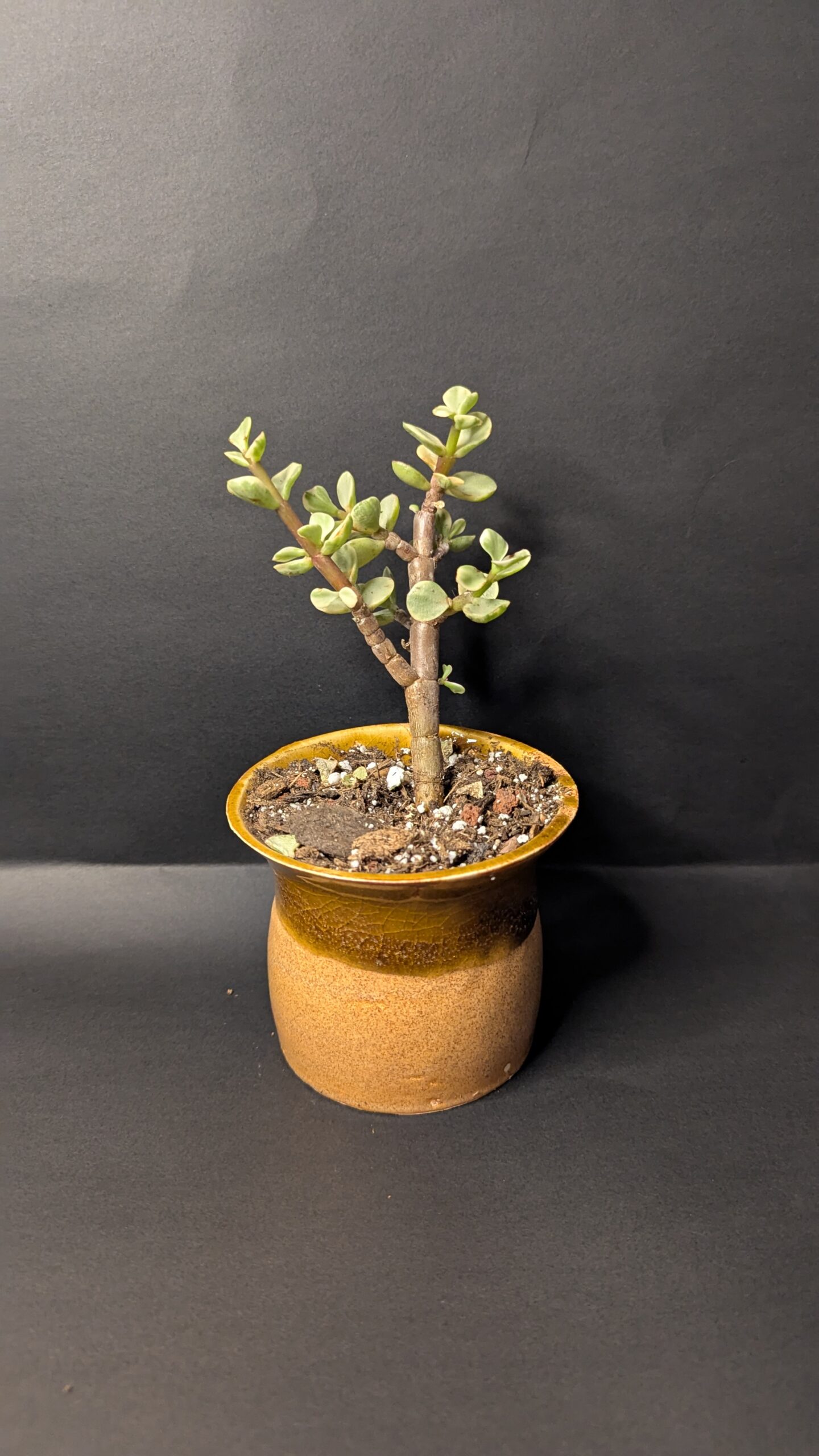 Desert Drift - Image 4