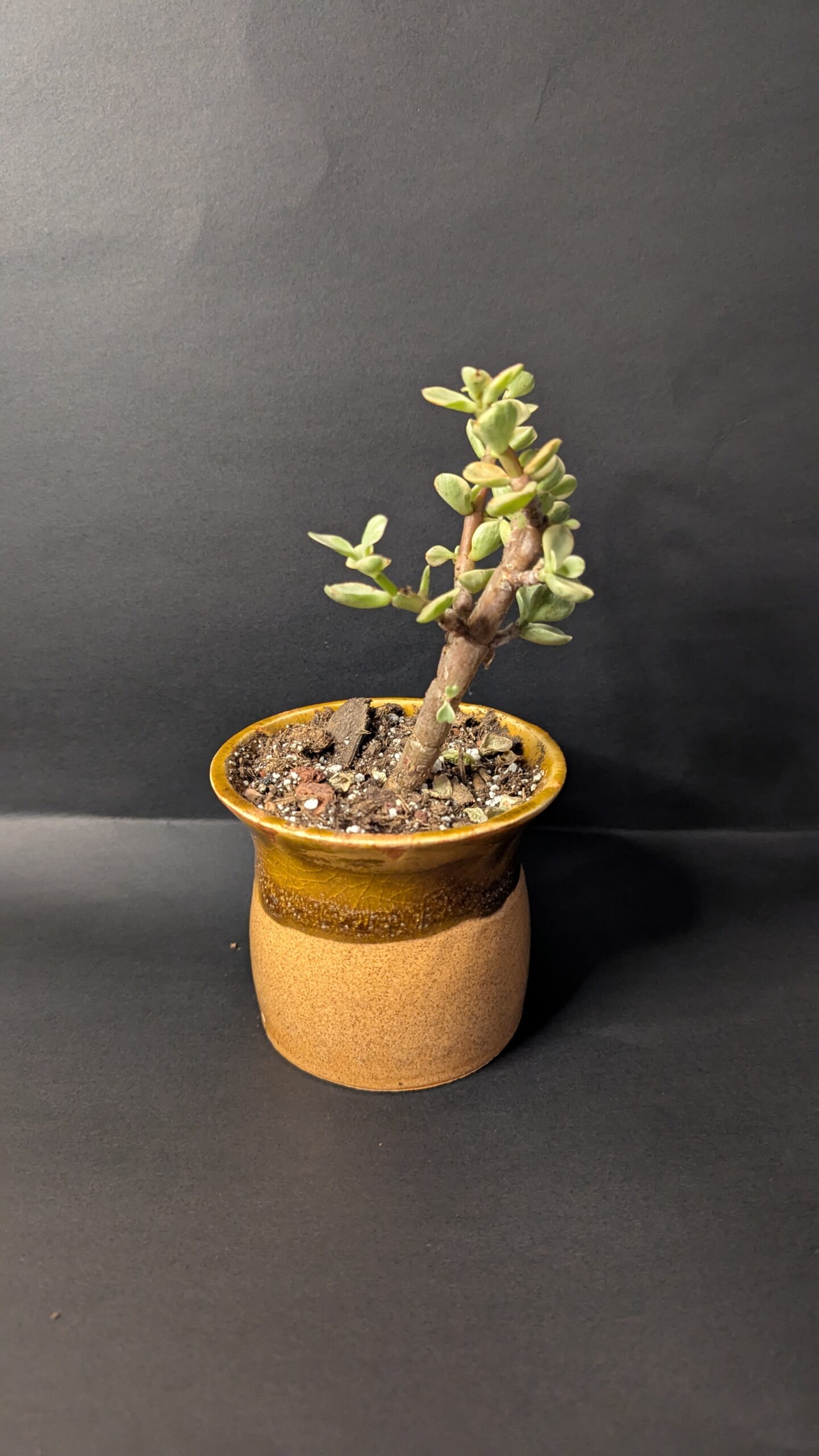 Desert Drift - Image 3