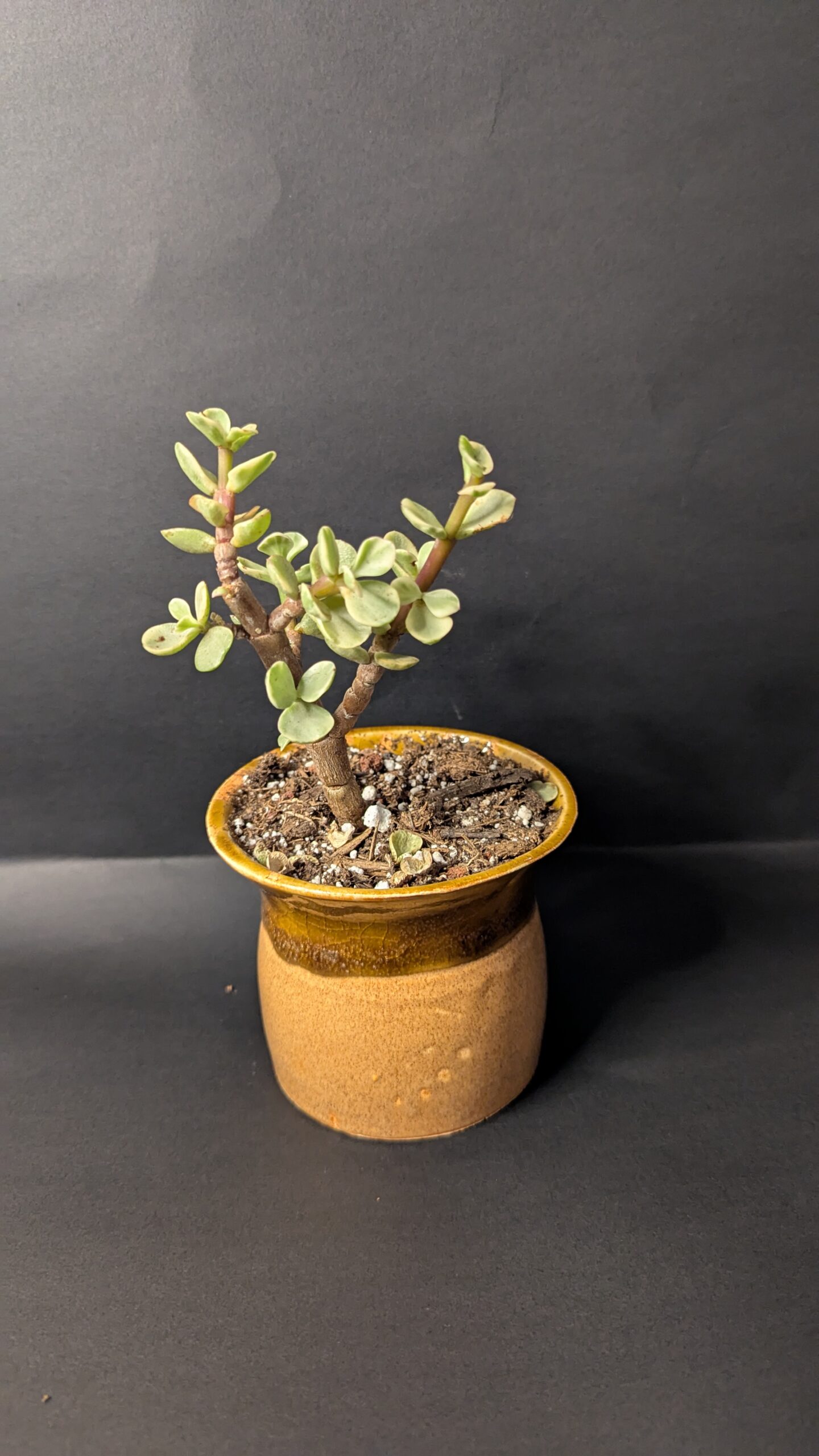 Desert Drift - Image 2