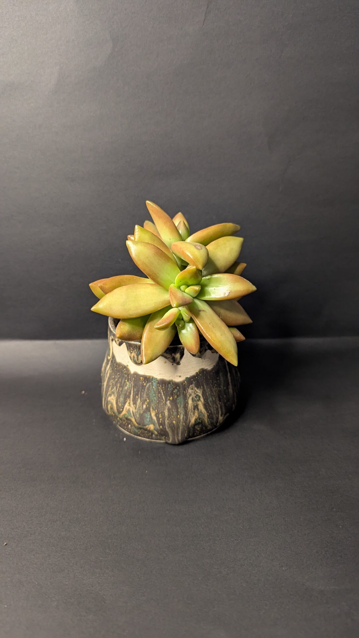 Enchanted Forest - Image 2