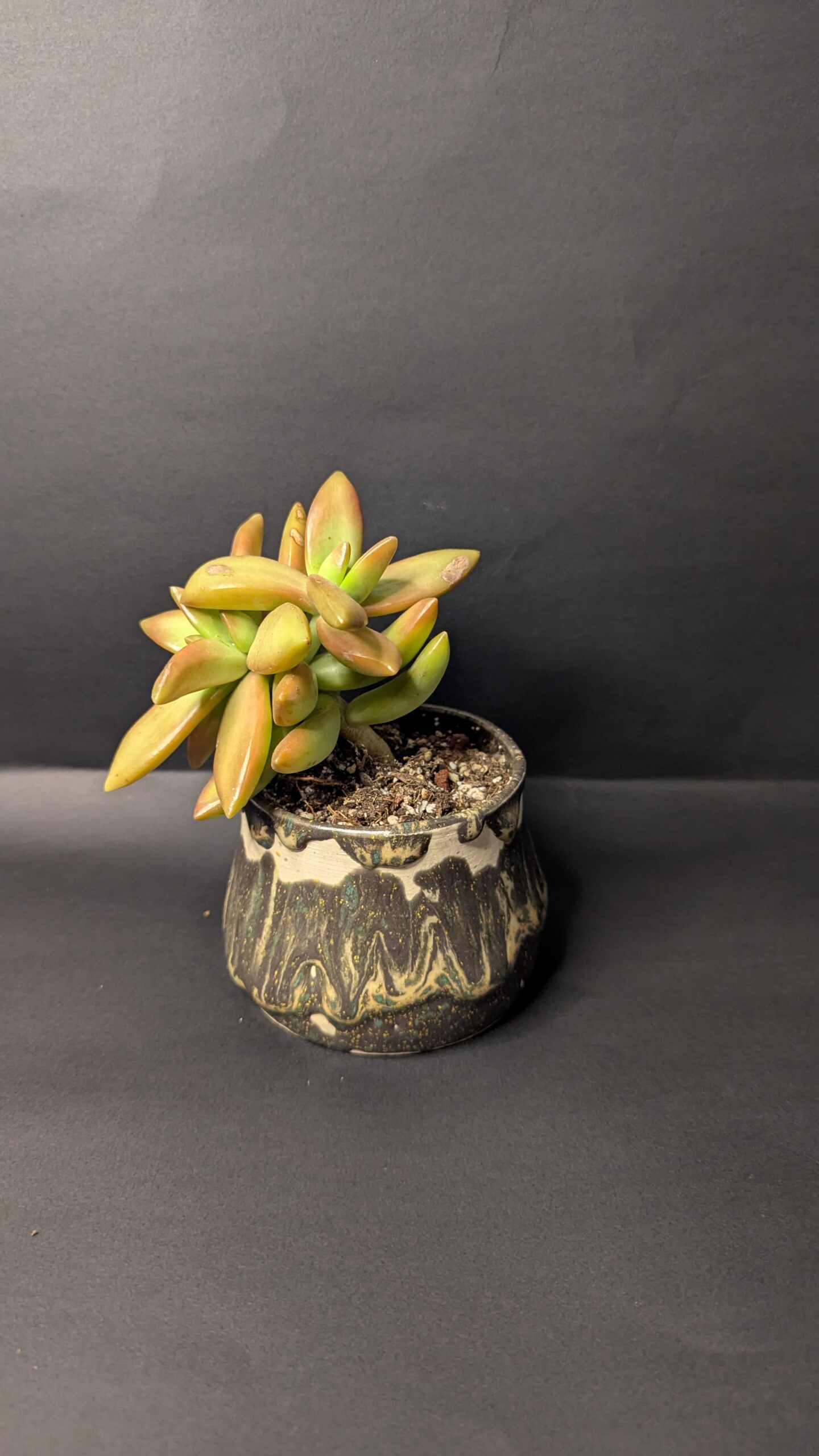 Enchanted Forest - Image 3