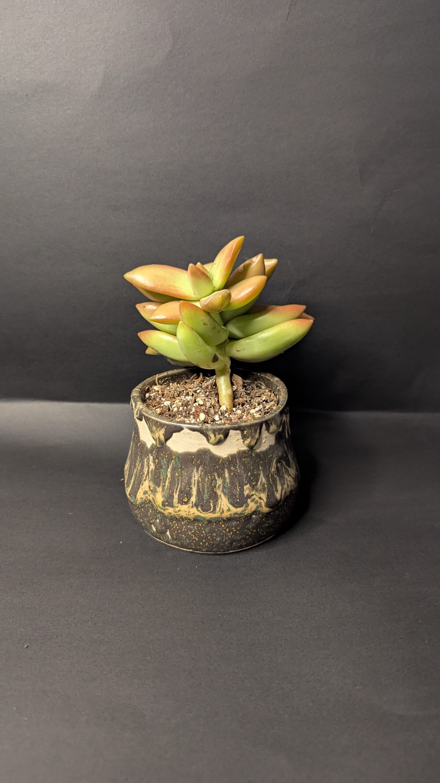 Enchanted Forest - Image 4