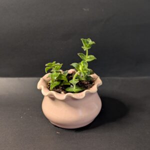 PXL_20250807_005535194.MP Blush Wave