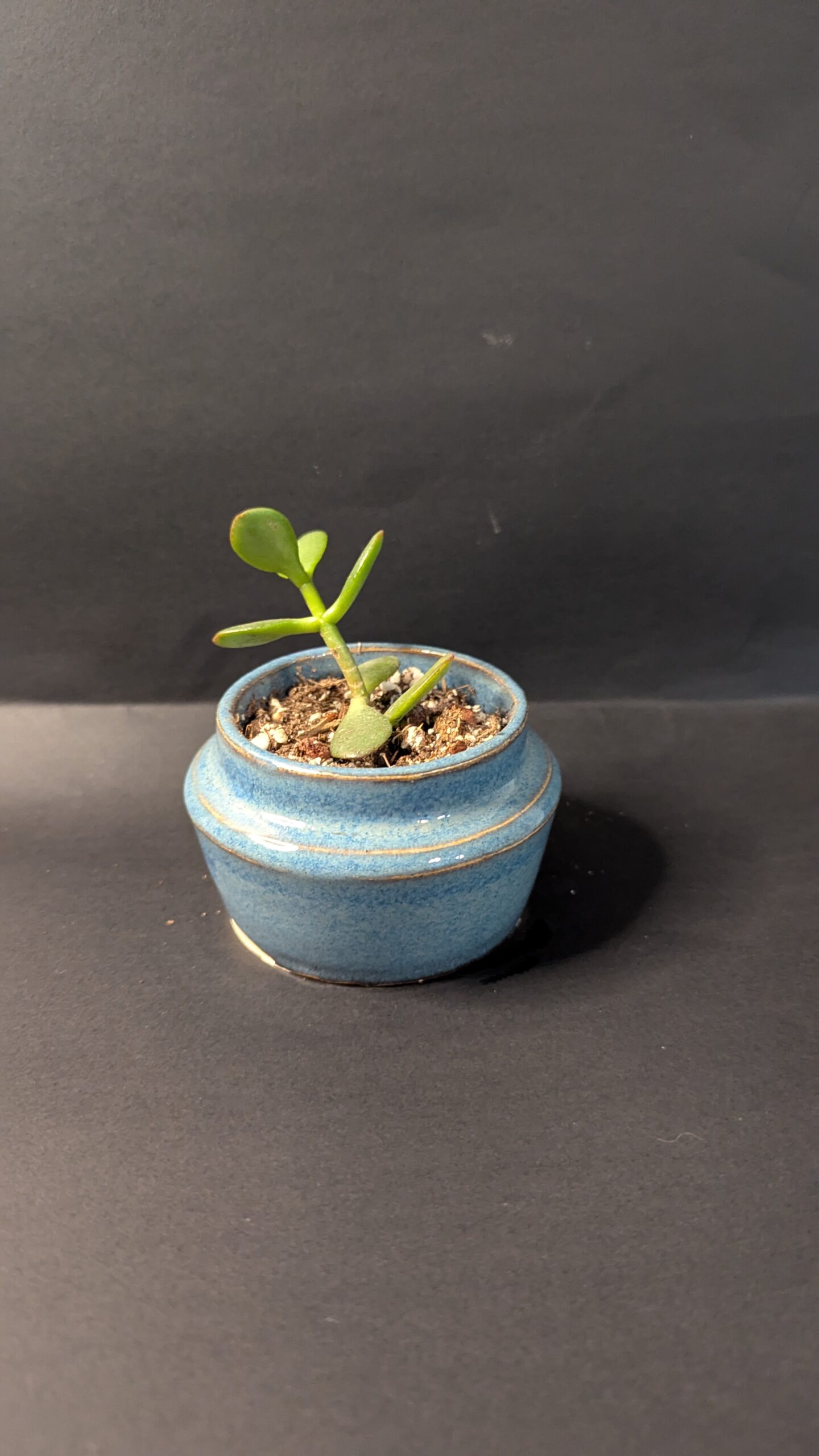 Ocean Mist - Image 2