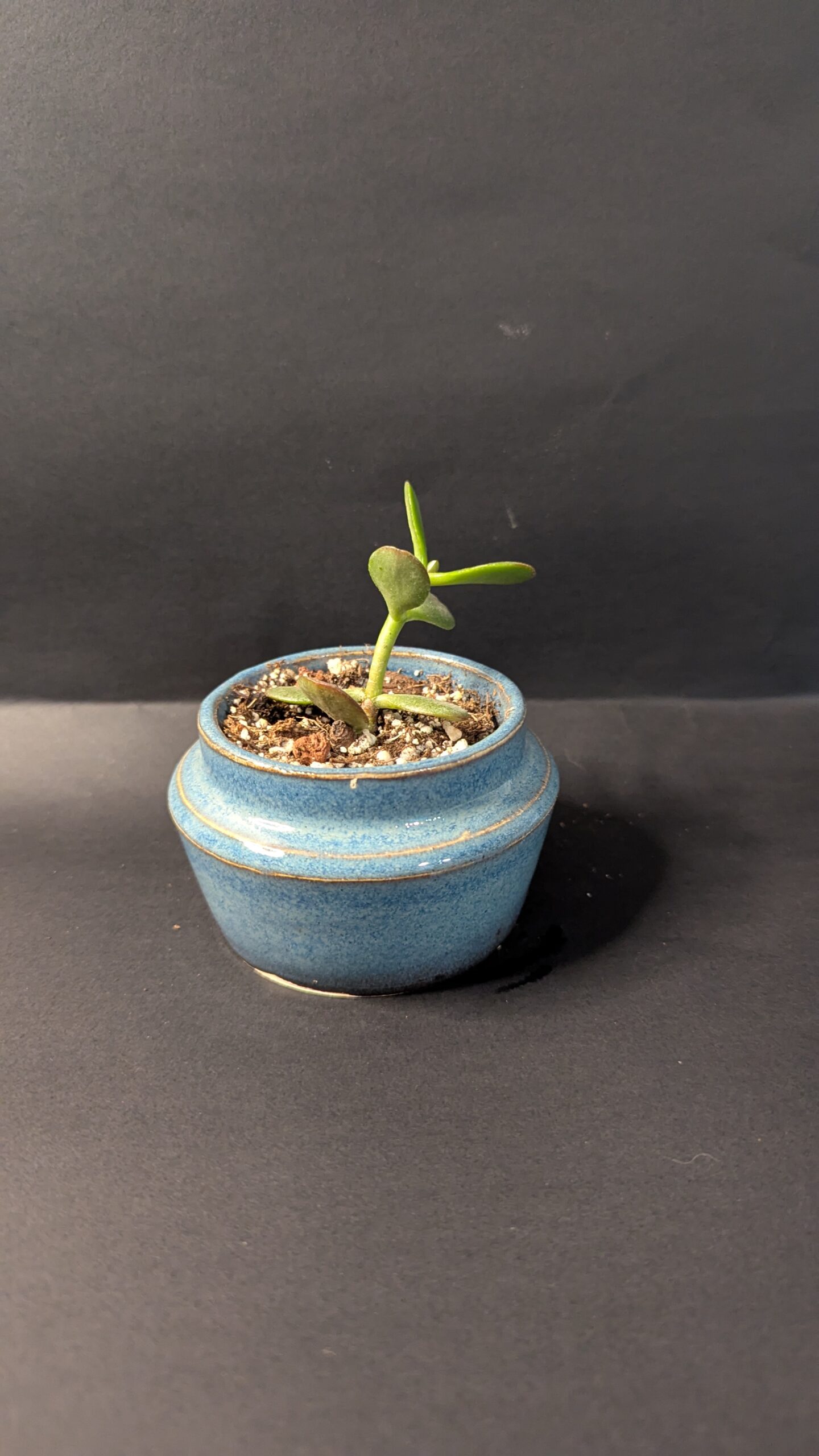 Ocean Mist - Image 3