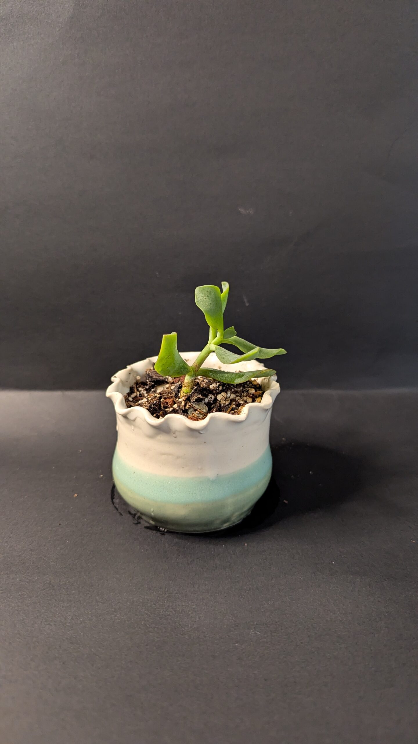 Ocean Glow - Image 5