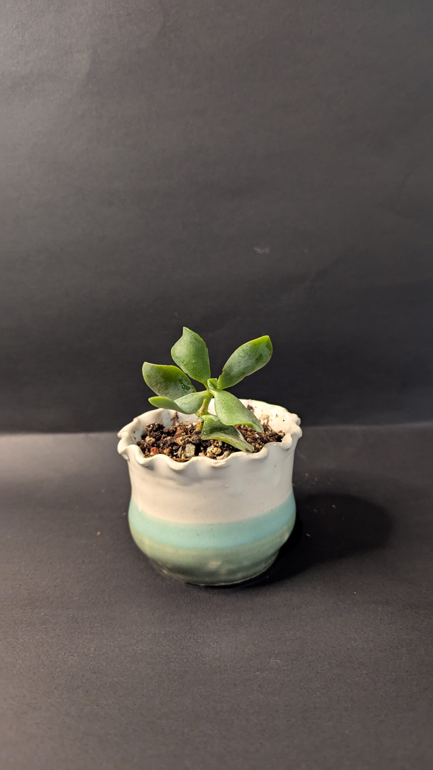 Ocean Glow - Image 4