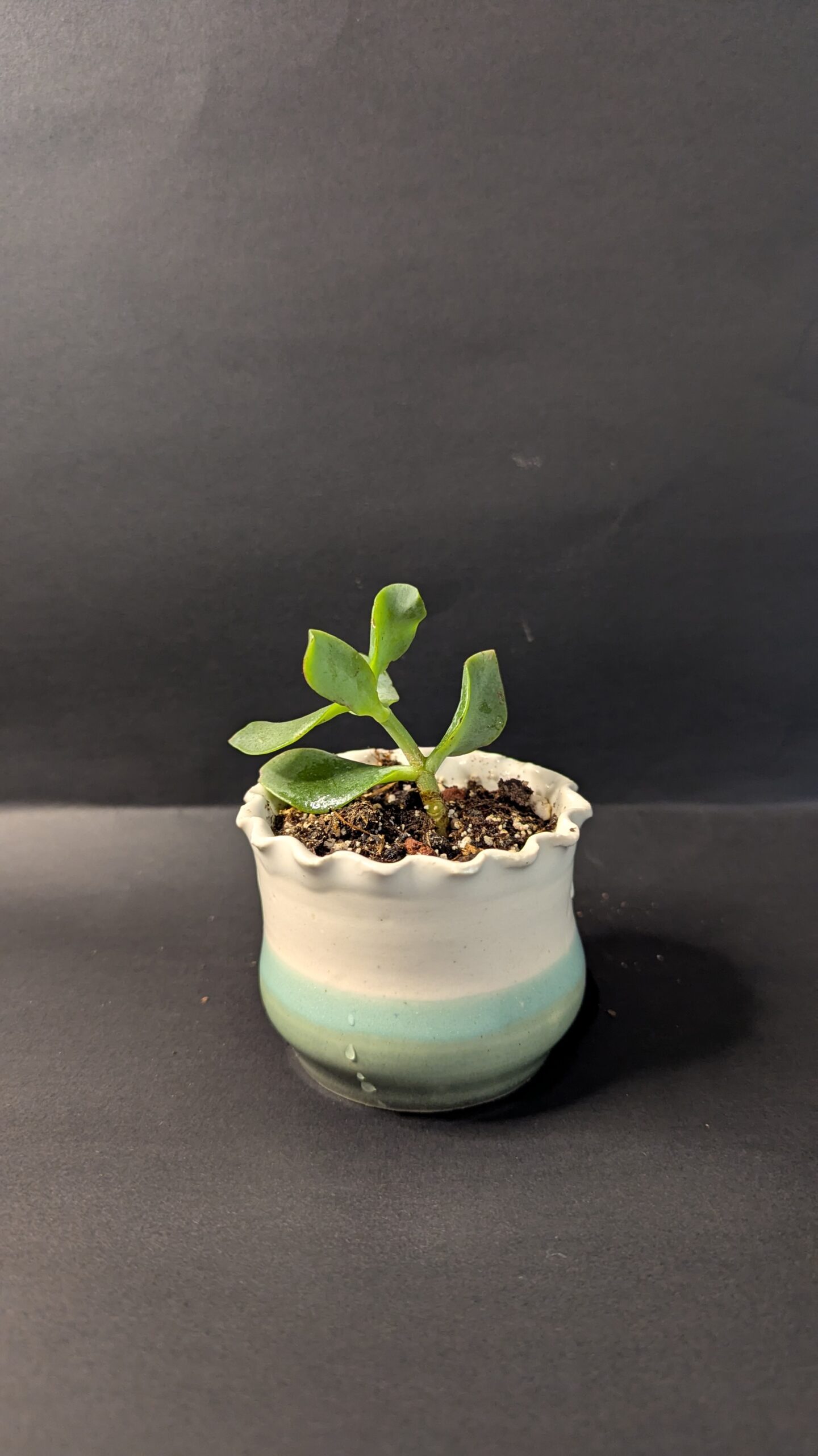 Ocean Glow - Image 3