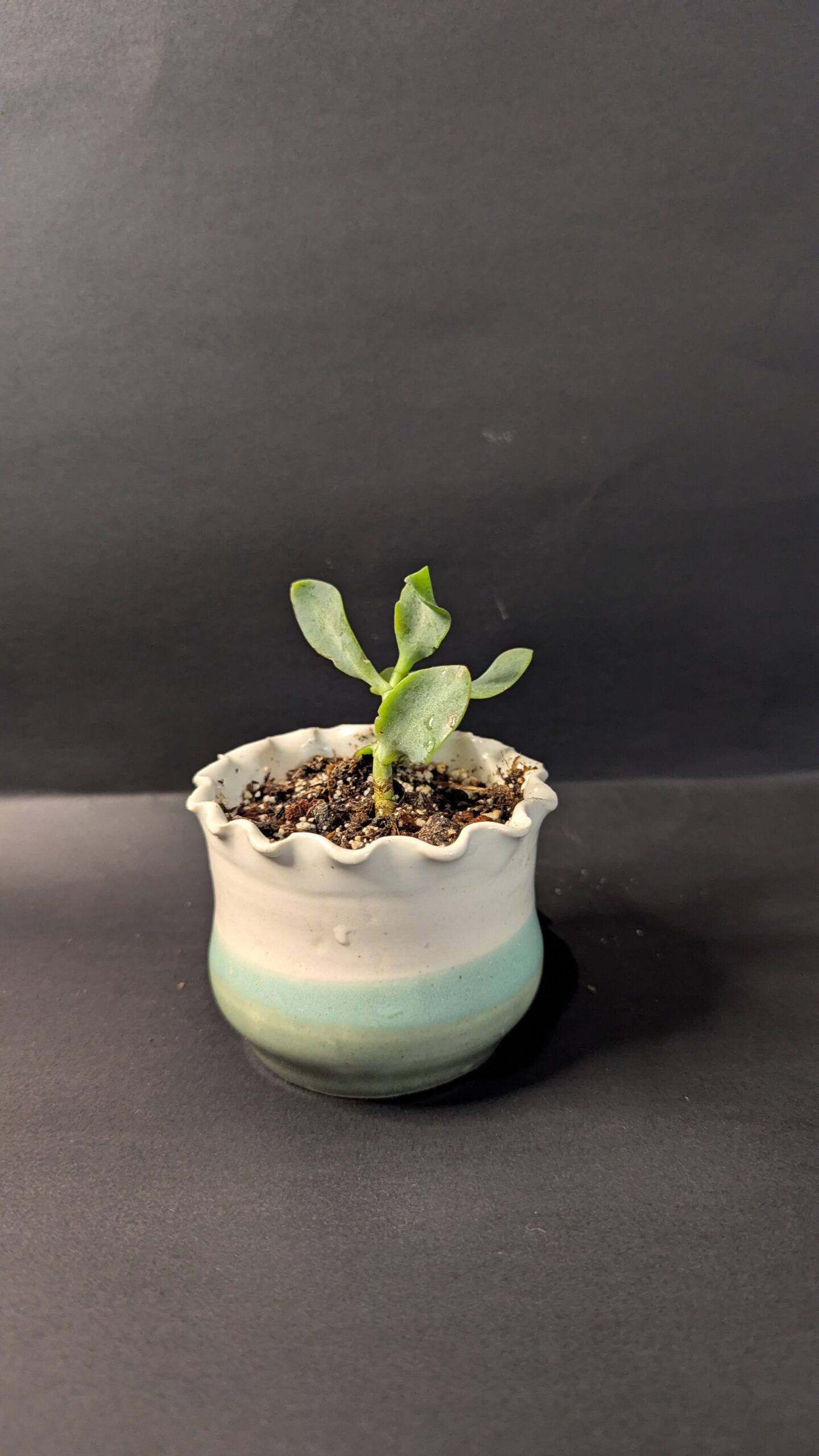 Ocean Glow - Image 2