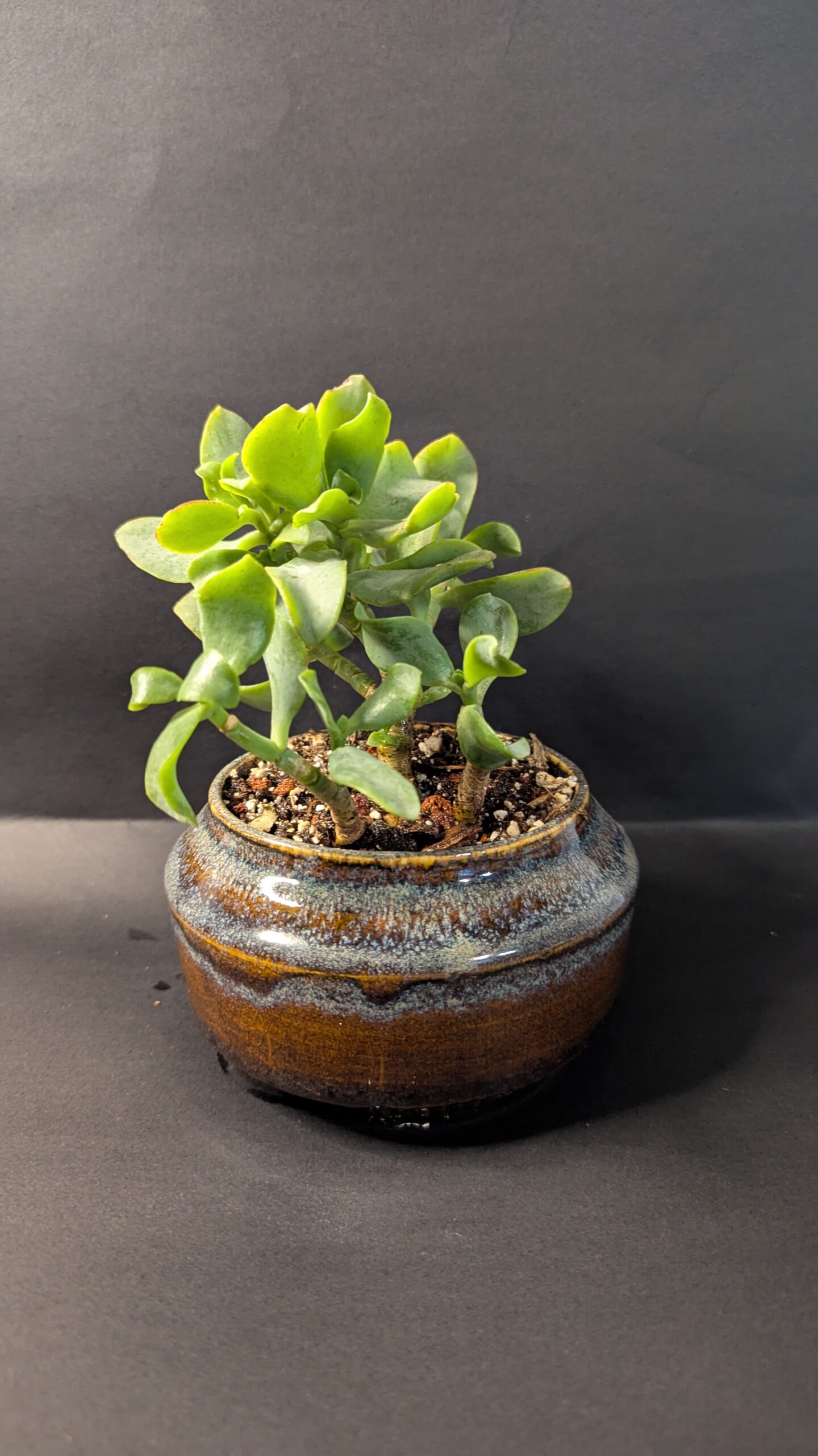 Earth Gleam - Image 3