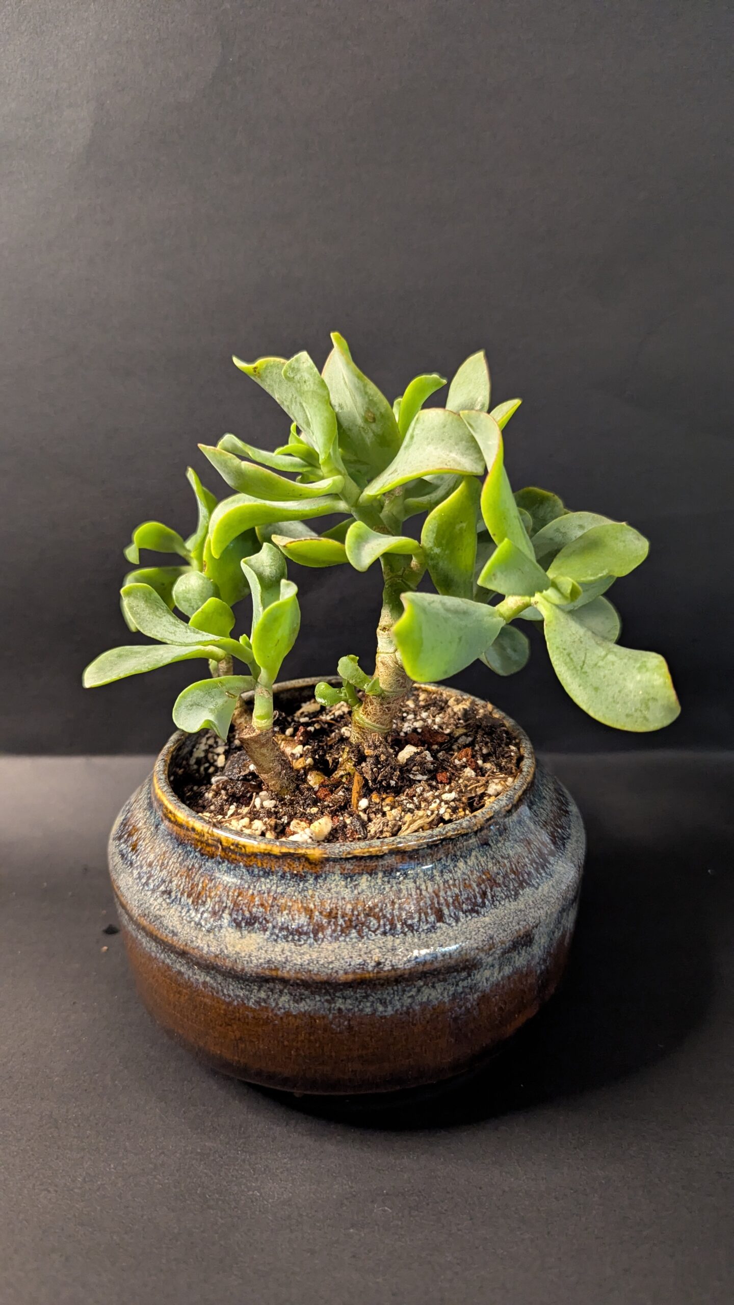 Earth Gleam - Image 4