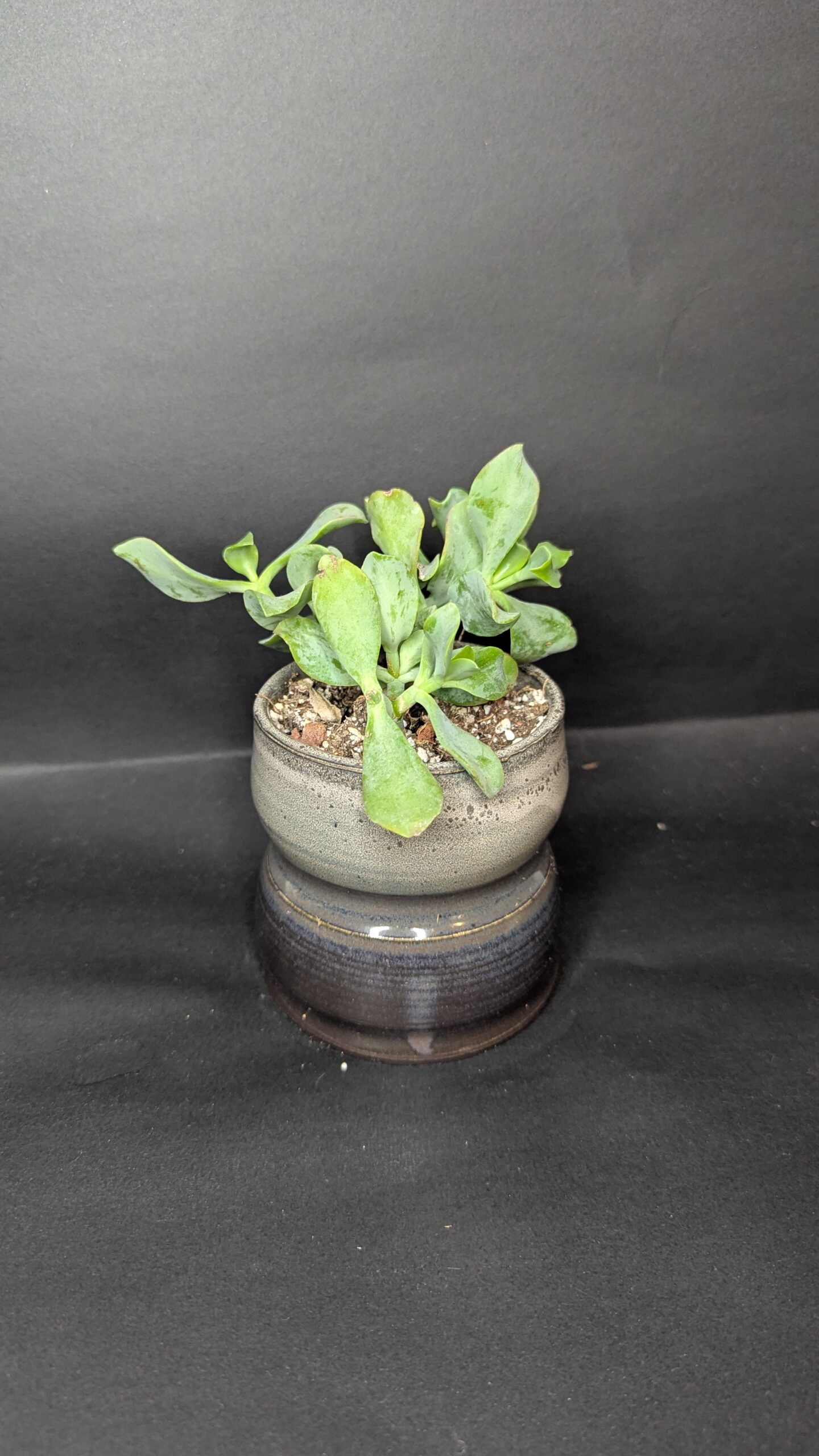 Slated Ripple - Image 3