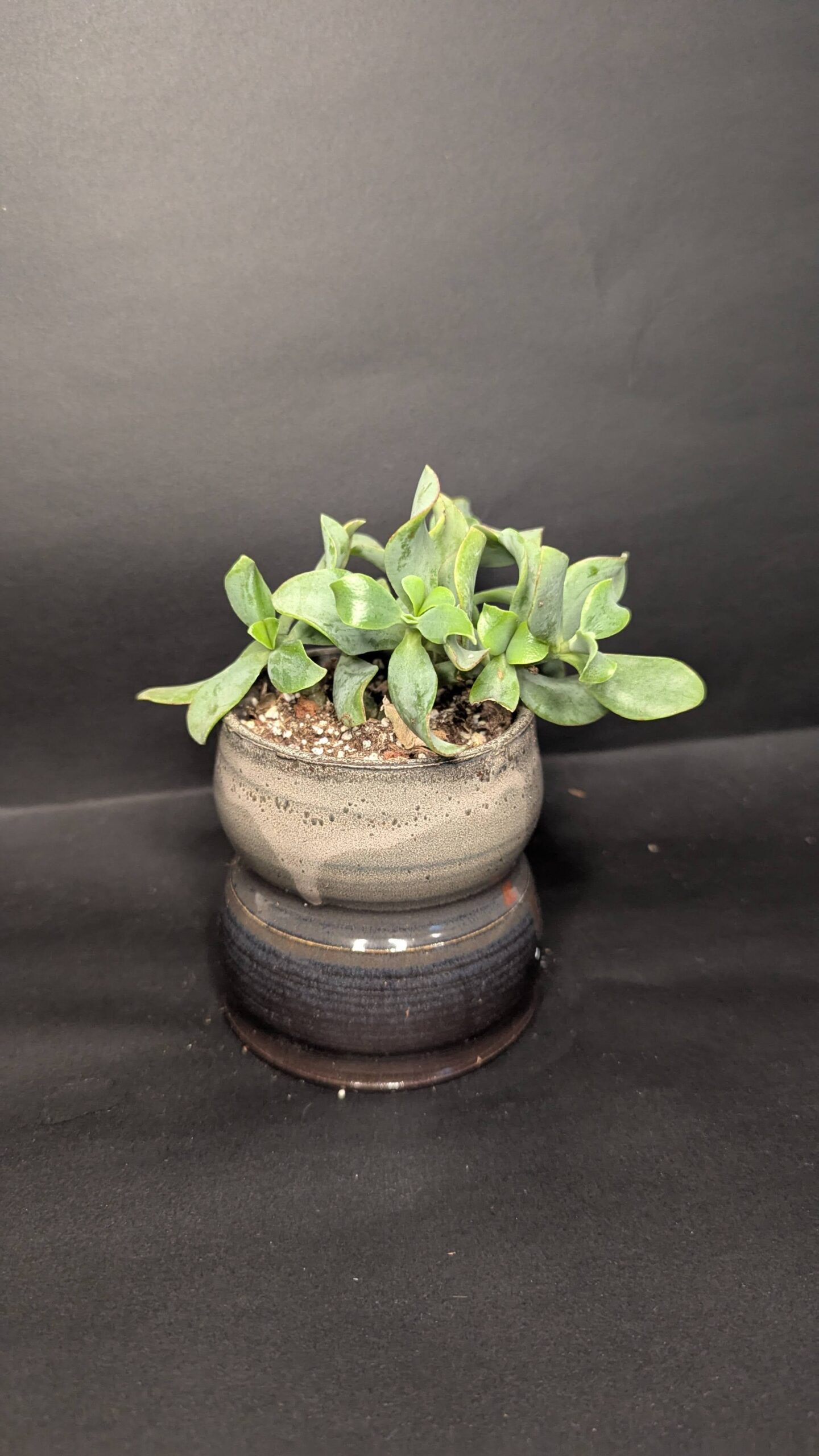 Slated Ripple - Image 4