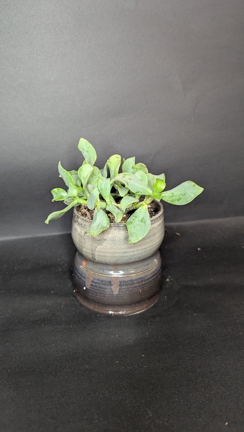 Slated Ripple - Image 2