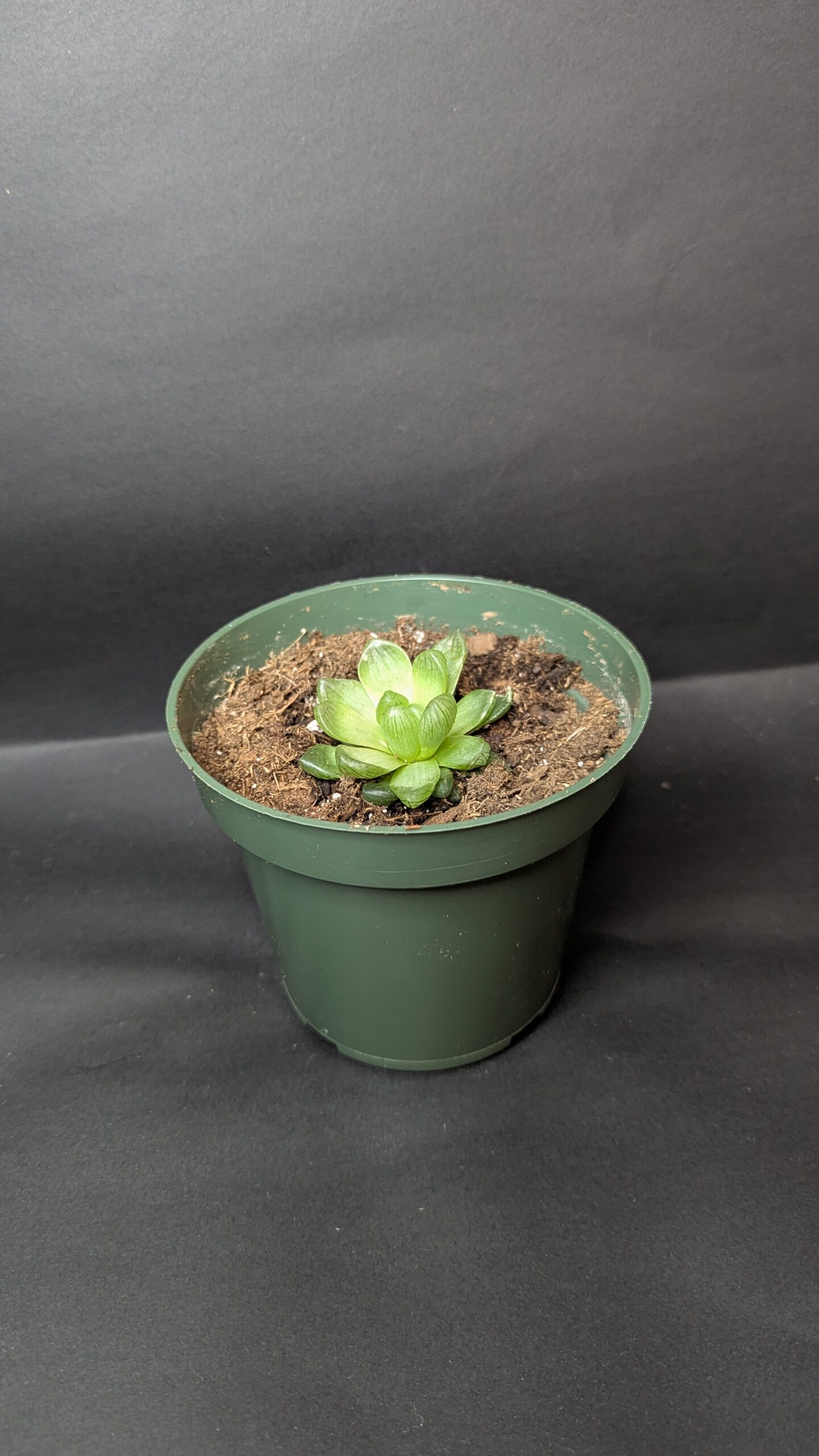 Haworthia cooperi - Image 3