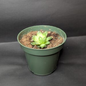 PXL_20250903_002812574.MP Haworthia cooperi