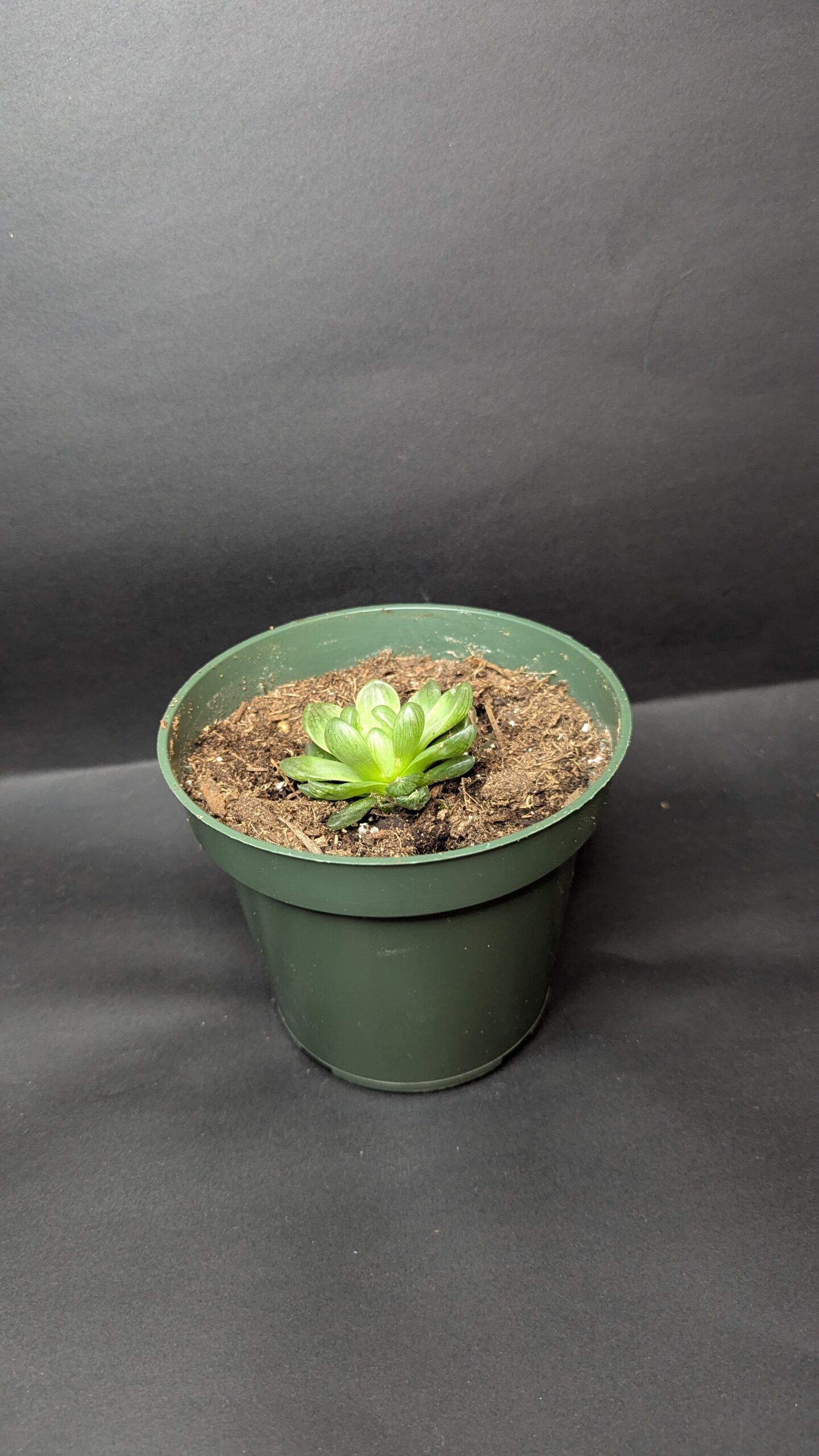 Haworthia cooperi - Image 4