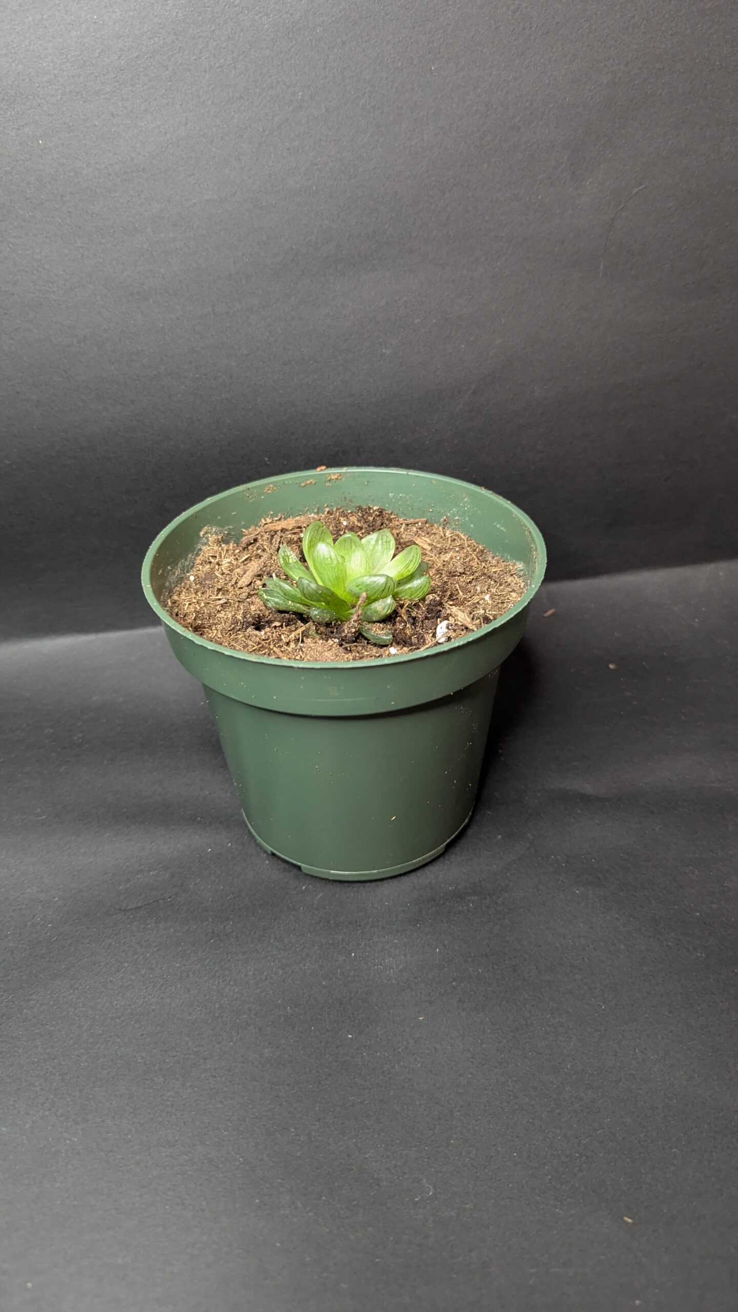 Haworthia cooperi - Image 2